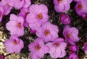 Saxifraga dinnikii 'Stasek'